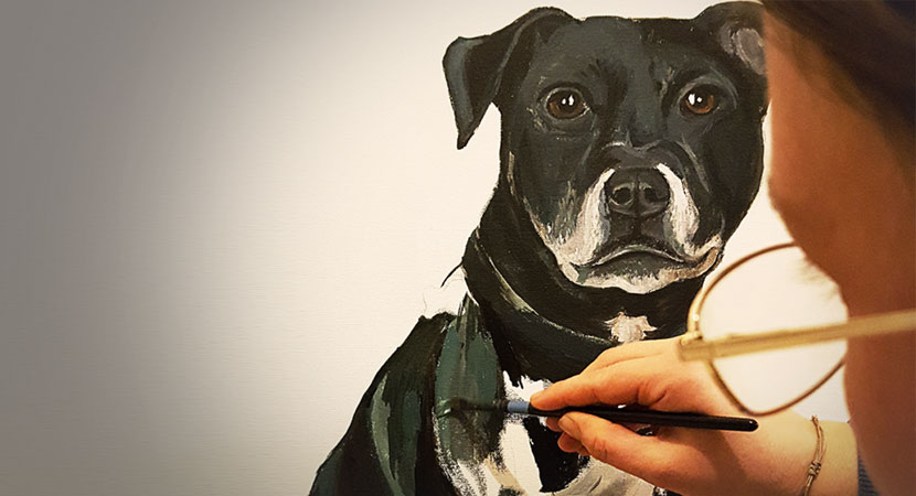 Work in progress pet portait Staffordshire-Bull-Terrier