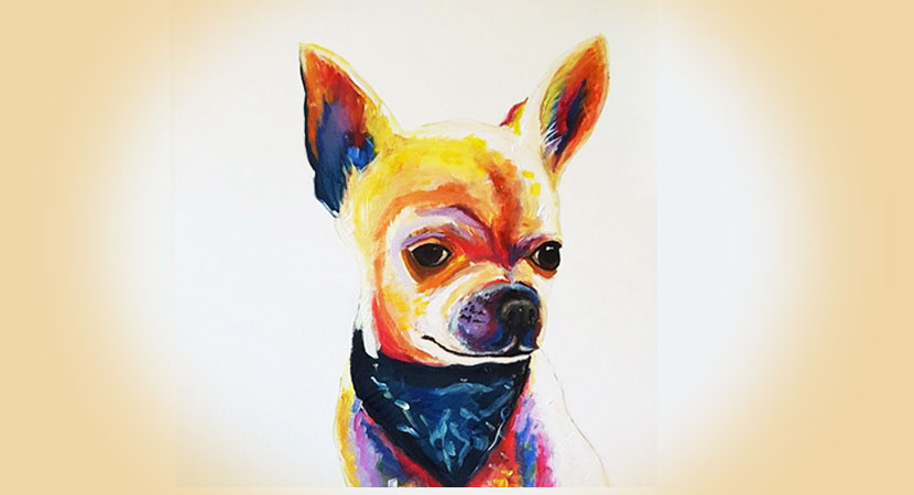 Chihuahua portait