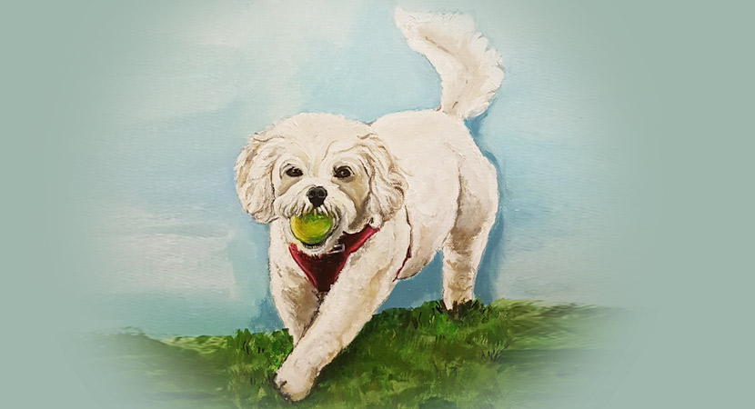 Pet portraits commissioned-cavachon dog by&nbsp;Herminart
