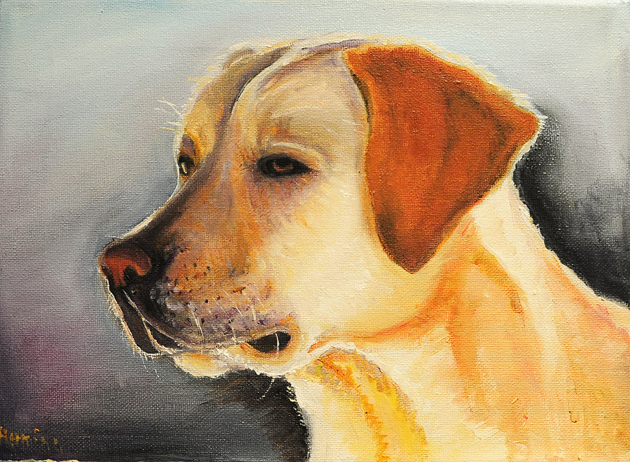 Labrador Dog Portraits