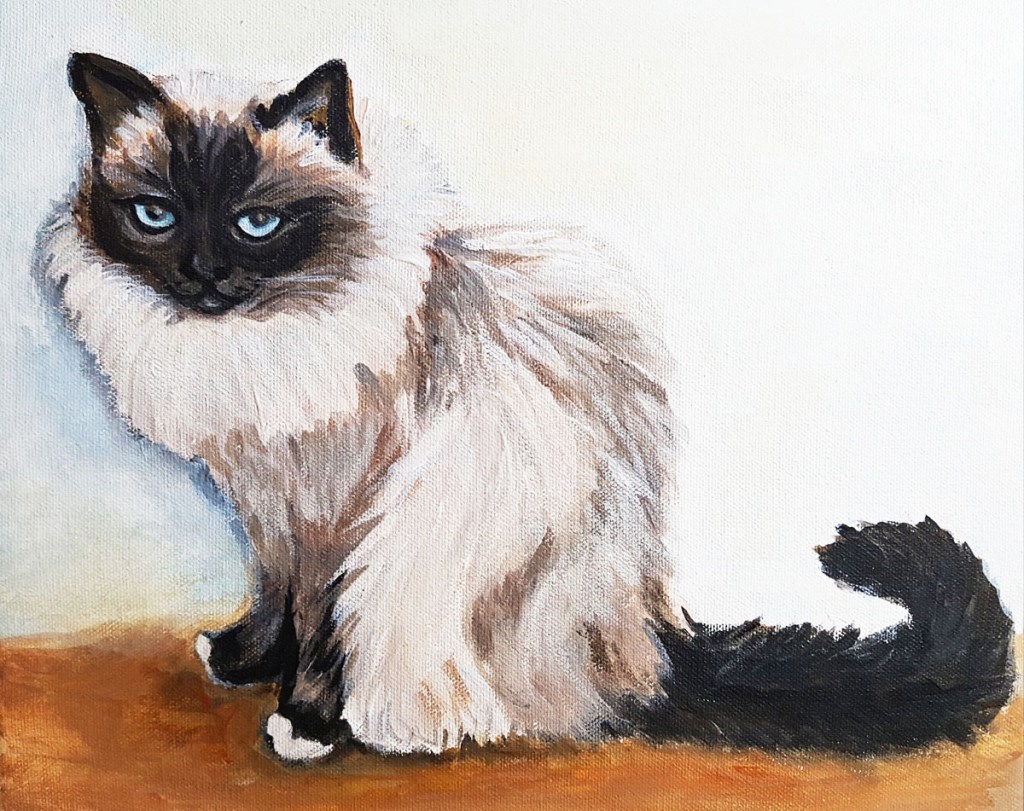 Birman cat portrait