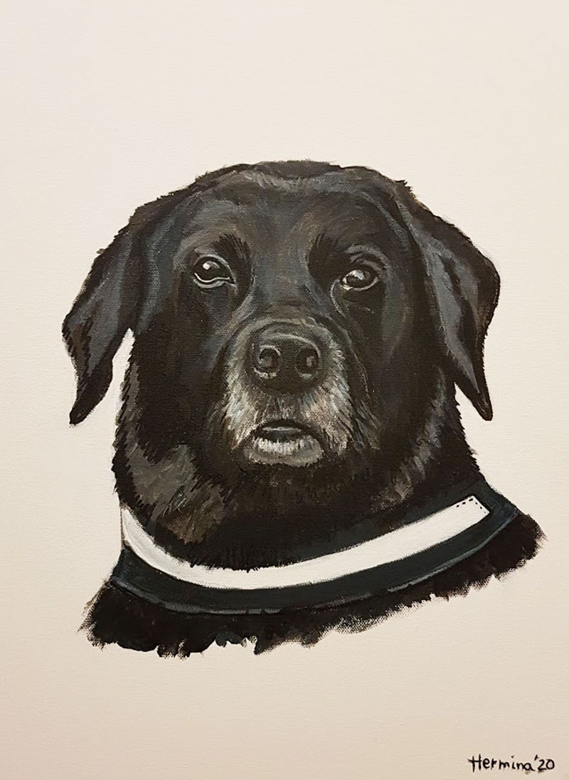 Black labrador