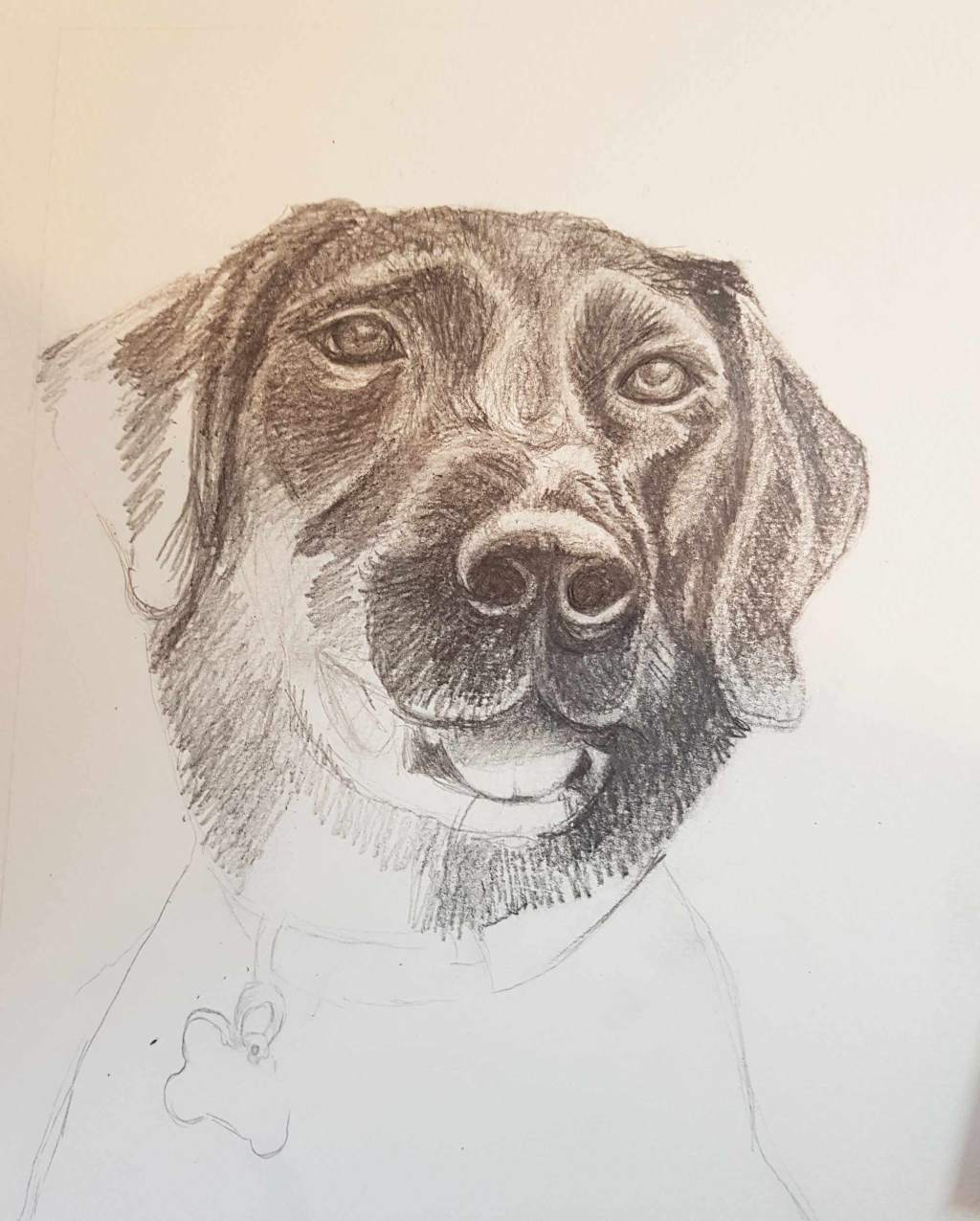 Pet portraits -pencils drawing
